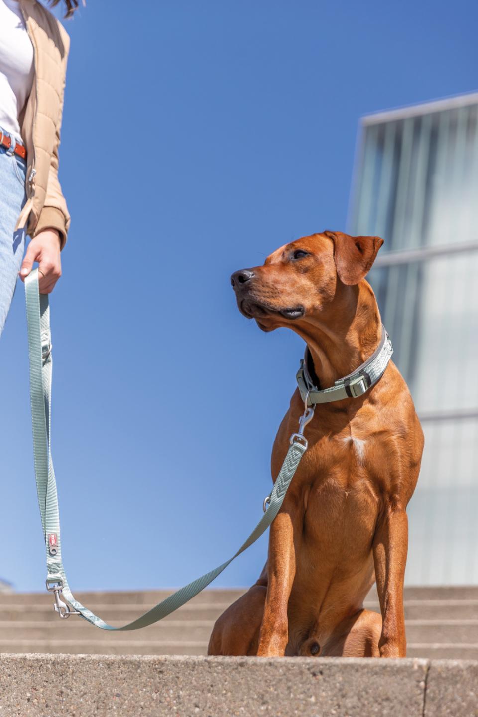 Premium halsbånd med neopren polstring, ekstra bred