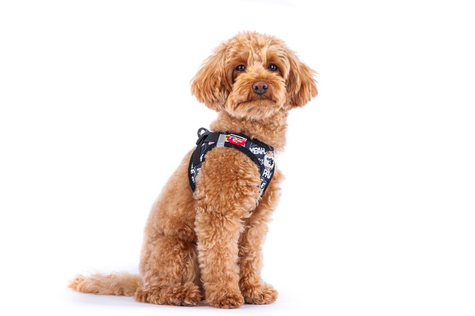 Curli Vest harness Clasp Air-Mesh - Limited Edition