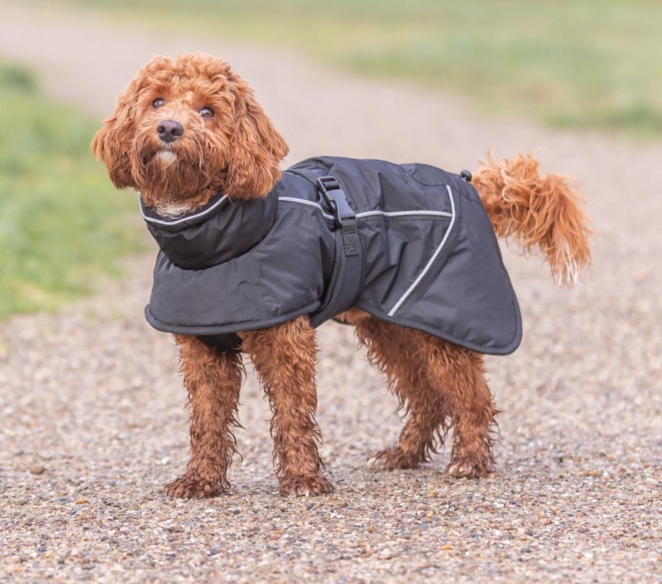 Trixie Brizon 2.0 Winterjacke für Hunde