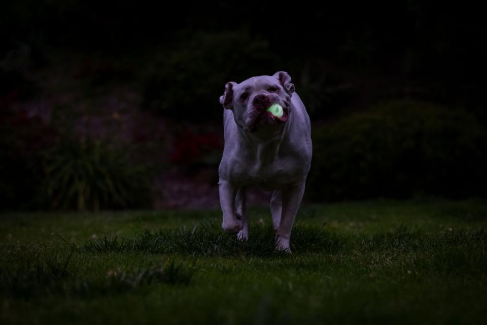 CHUCKIT Max glow air fetch ball