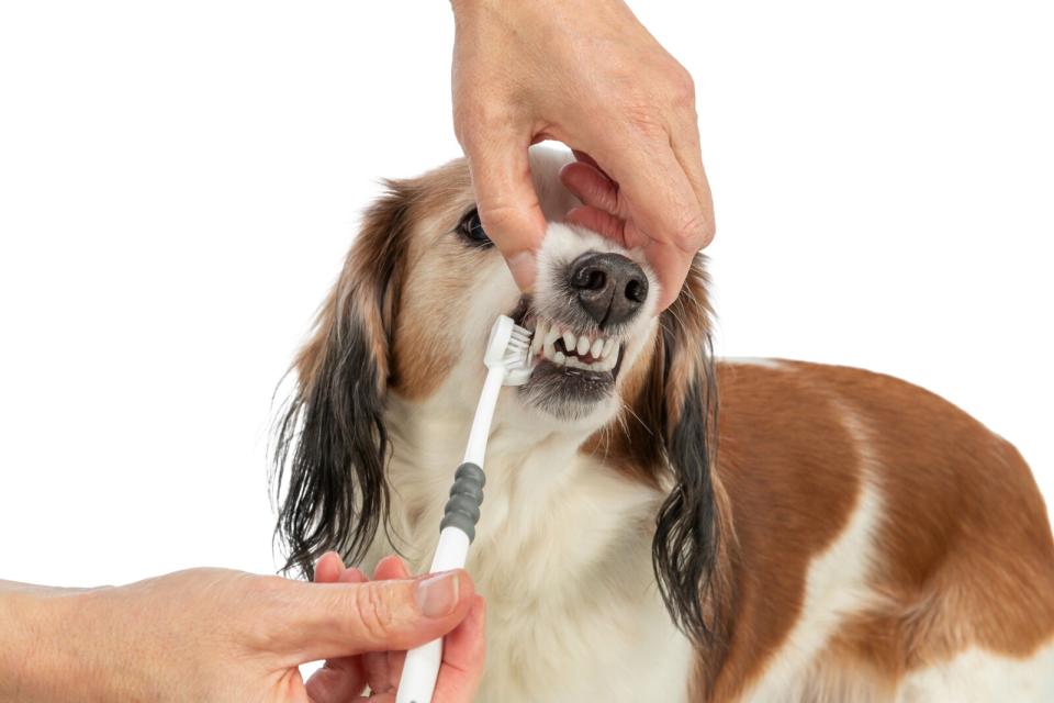 Trixie 3-hovedet tandbørste, hund/kat