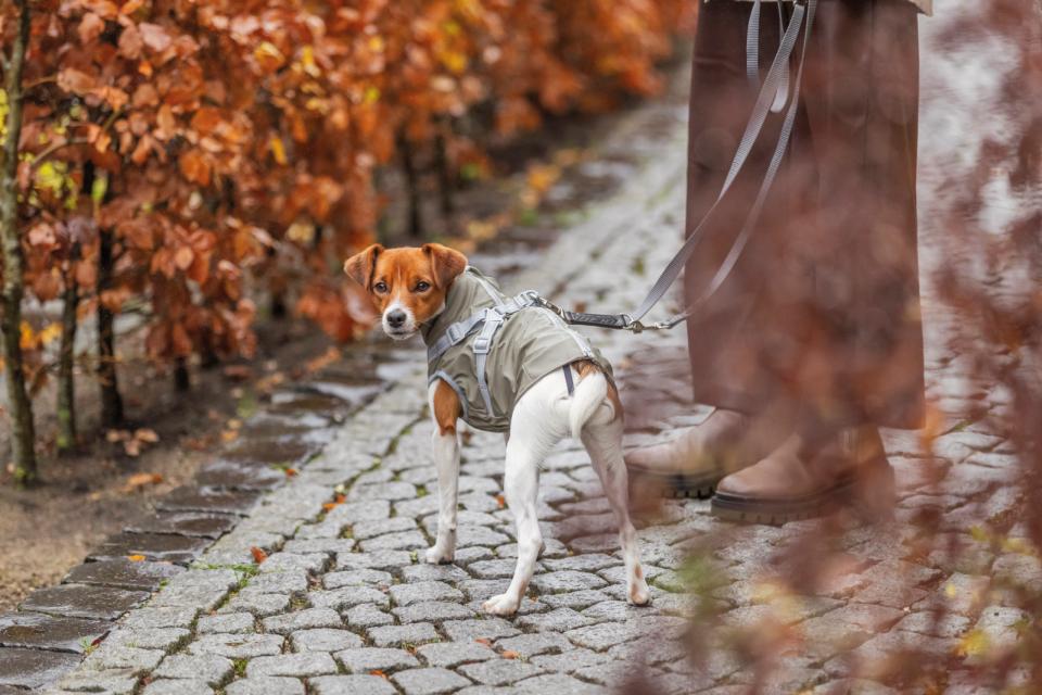 Trixie Pontis rain dog coat with harness