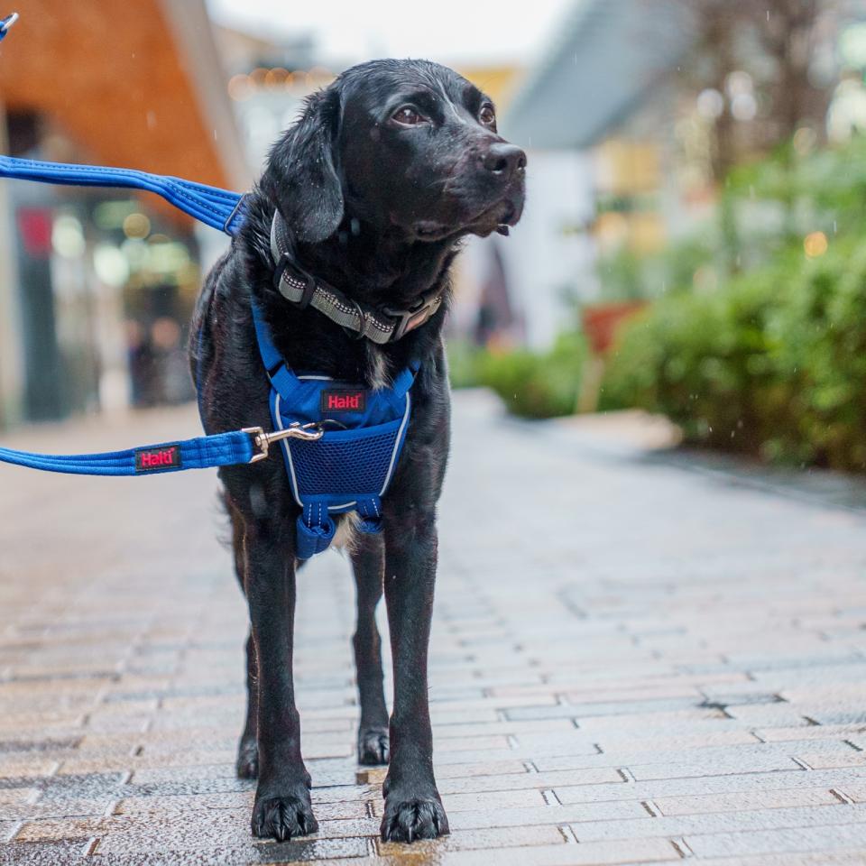 Halti No Pull hundesele