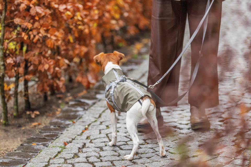 Trixie Pontis rain dog coat with harness