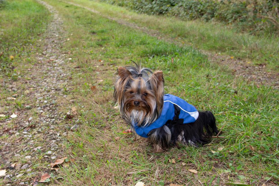 Companion wind- und wasserdichte Hundejacke