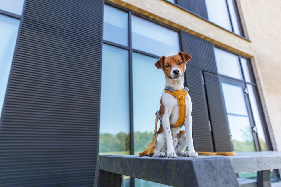 Premium adjustable leash