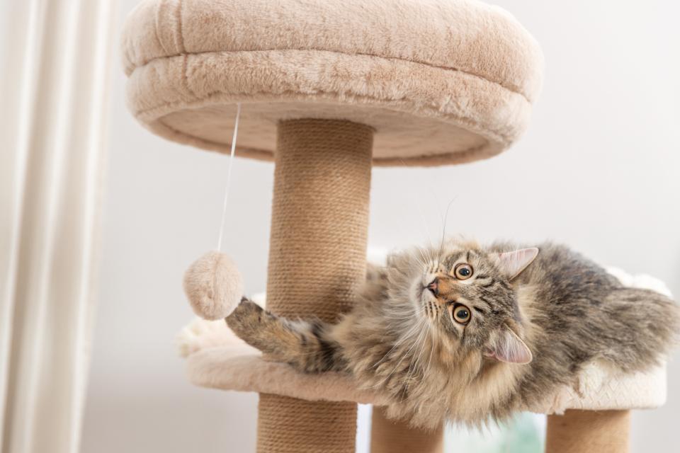 Trixie Boho Fillippo scratching tree