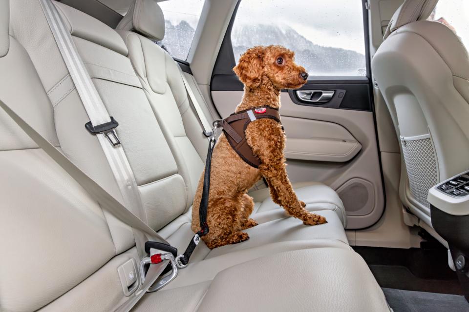 Curli Säkerhetsbälte för bil V2