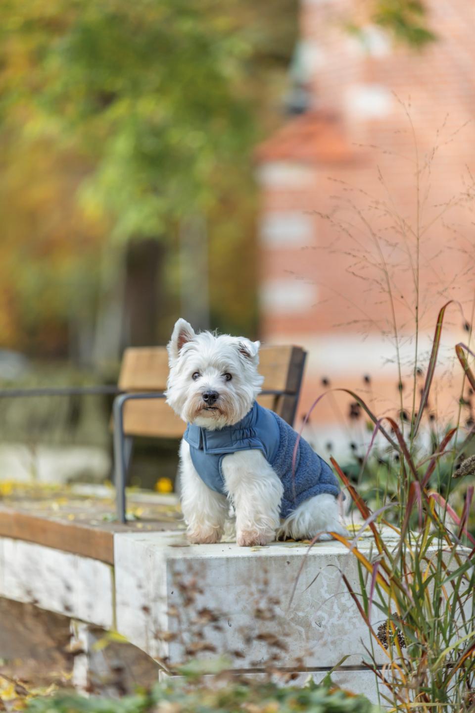 Trixie Ajou winter dogcoat