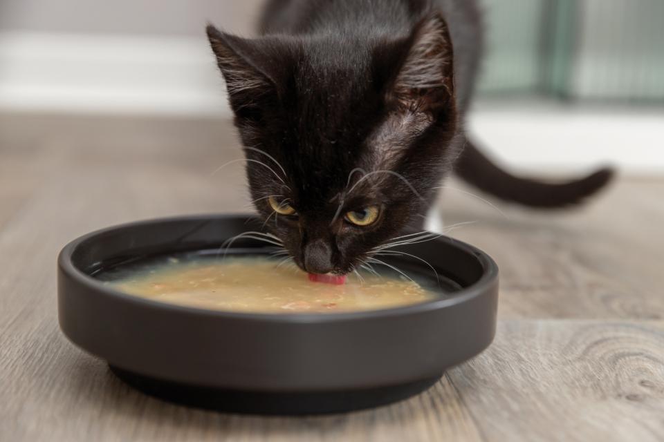 Trixie soup chicken and salmon soup