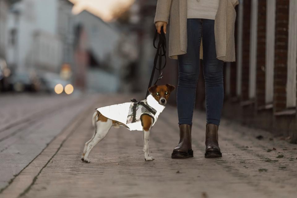 Trixie Pontis Reflect dog blanket with harness