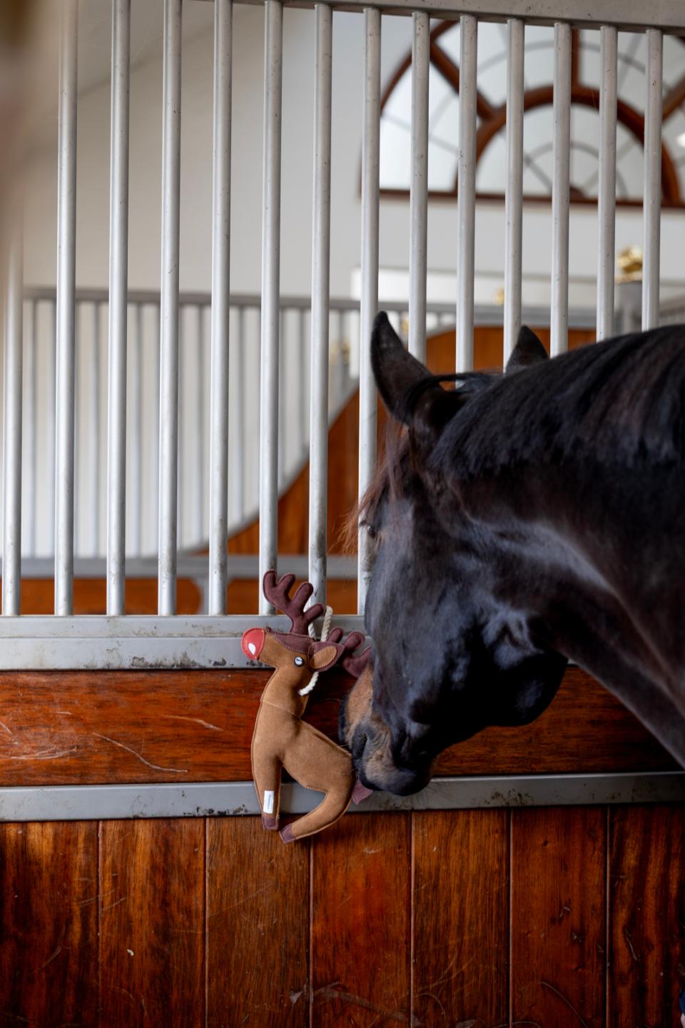 HorseGuard hästleksak Ren