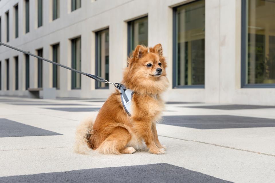 Curli Vest Clasp Glow dog harness