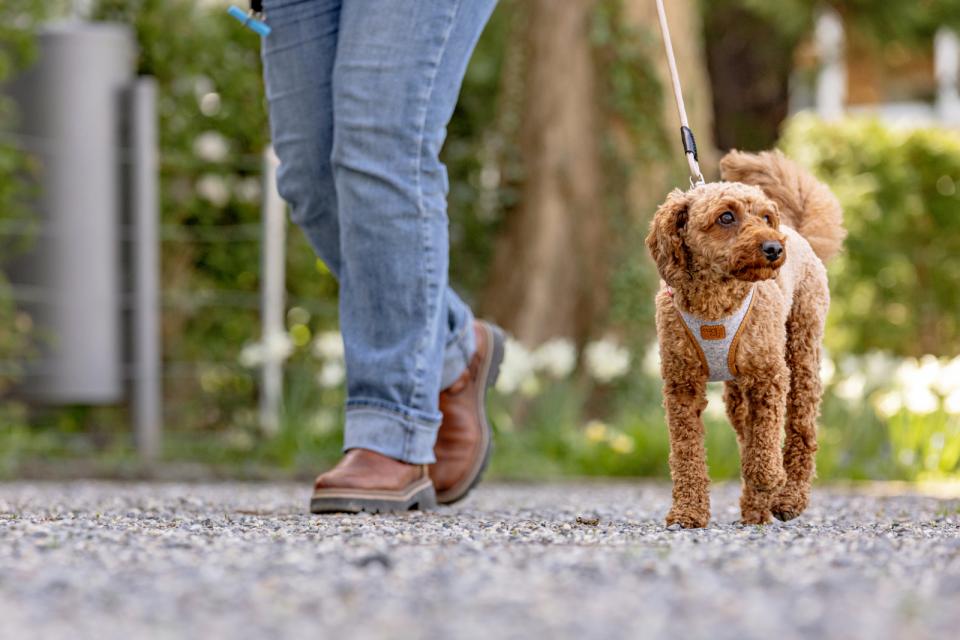Curli Vest Clasp Alpine dog harness