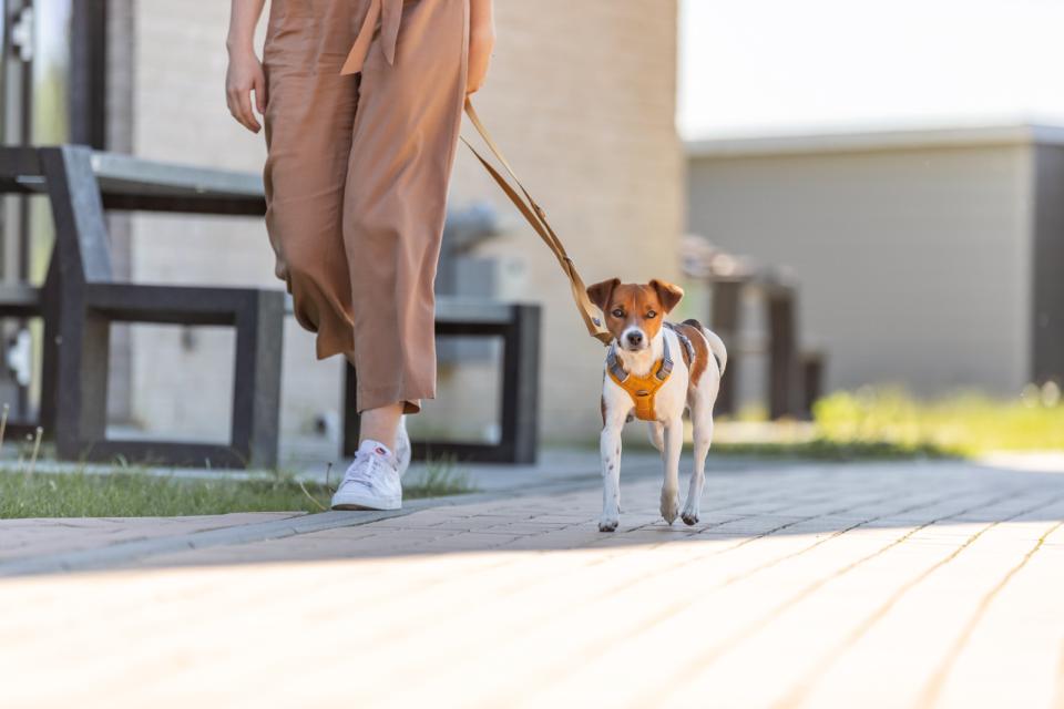 Trixie Premium Active hundesele