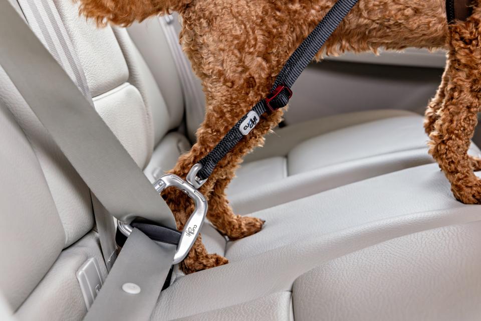 Curli Säkerhetsbälte för bil V2