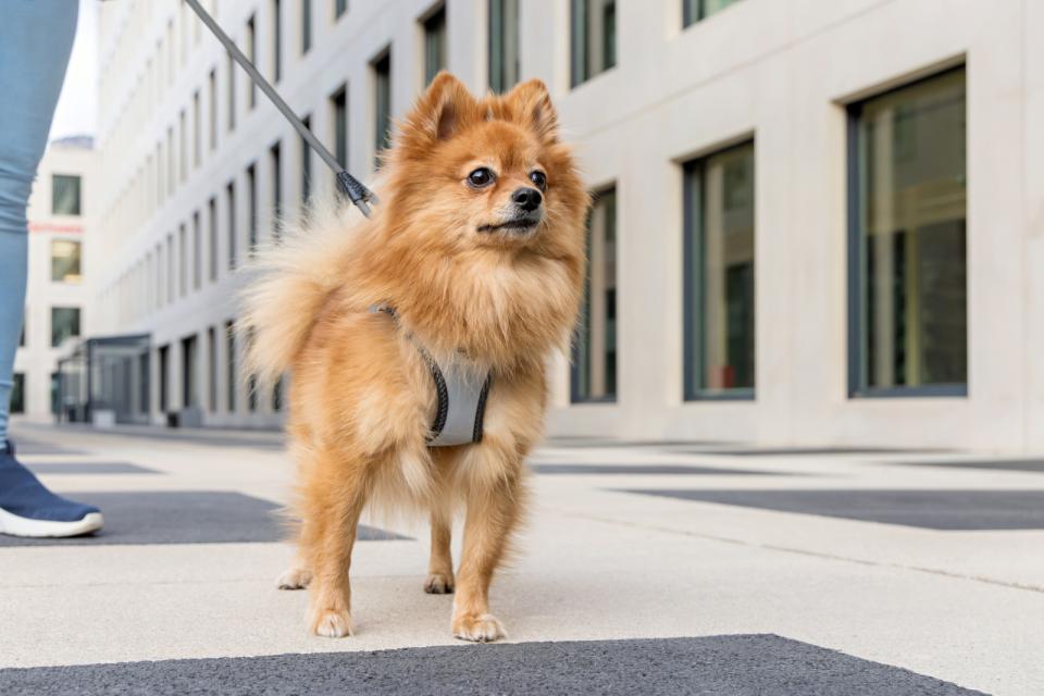 Curli Vest Clasp Glow dog harness