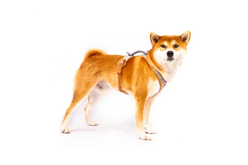 Curli Alpine Belka hundesele