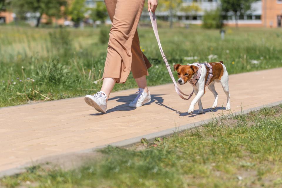 Trixie Premium trekking Sele