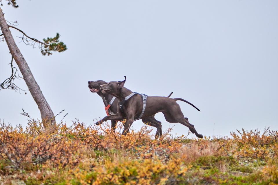 Hurtta Rover hundesele