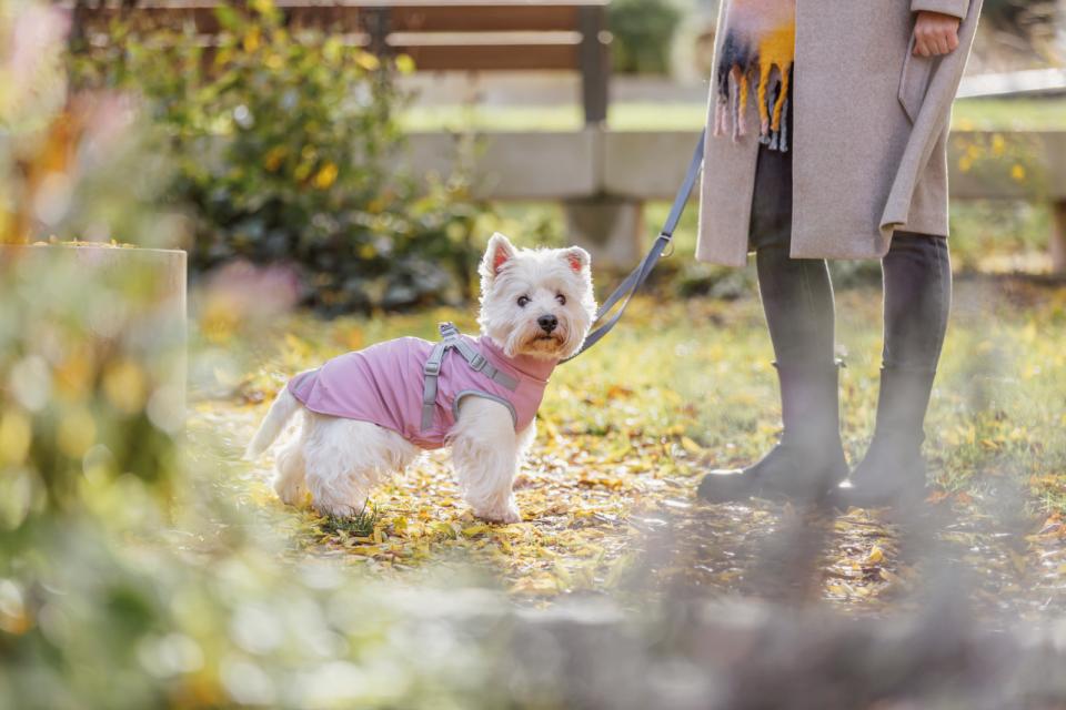Trixie Pontis rain dog coat with harness