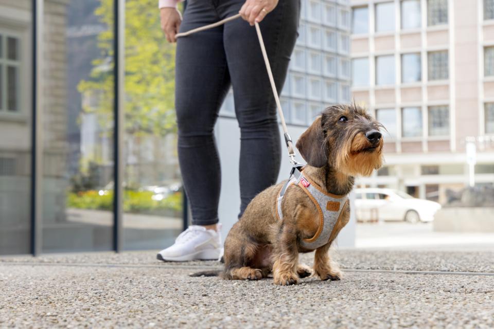 Curli Vest Clasp Alpine dog harness