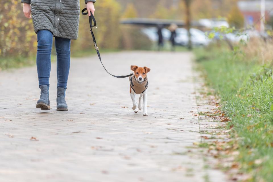 Trixie Pirou vinterjacka med sele