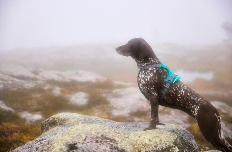 Hurtta Rover hundesele