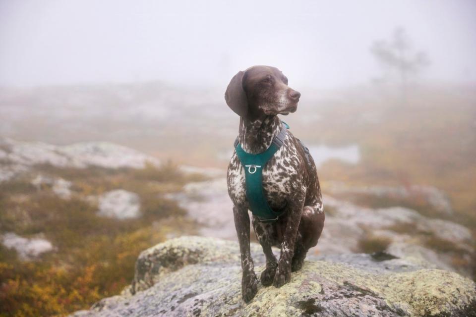 Hurtta Rover hundesele