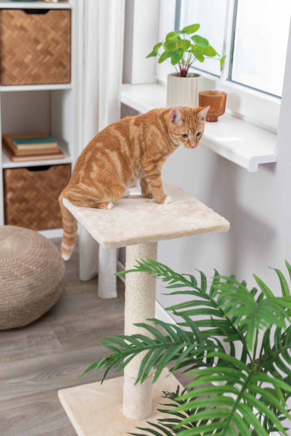 Baena scratching post