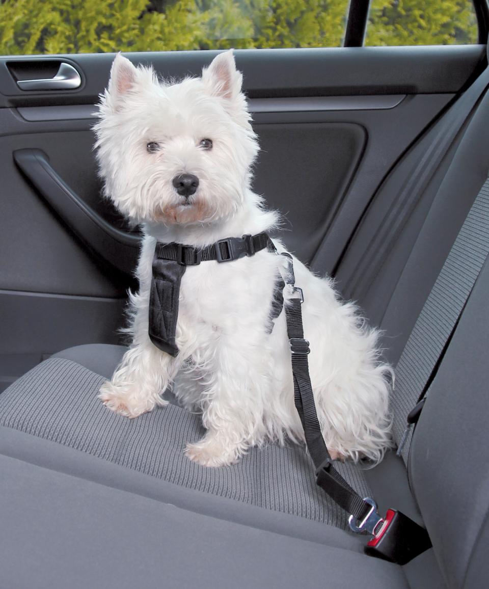 Car harness