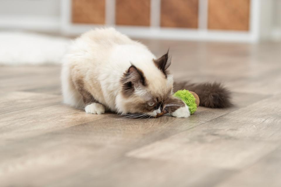 Trixie Matatabi pind XXL