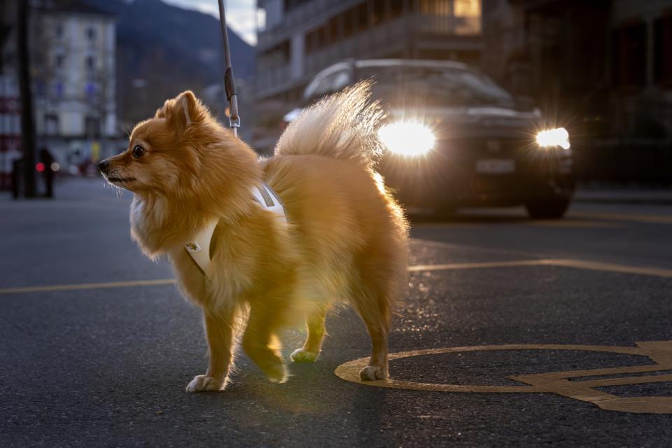 Curli Vest Clasp Glow dog harness