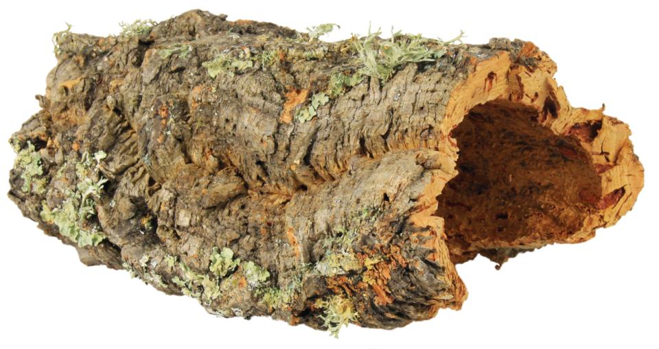 Cork Board for terrariums