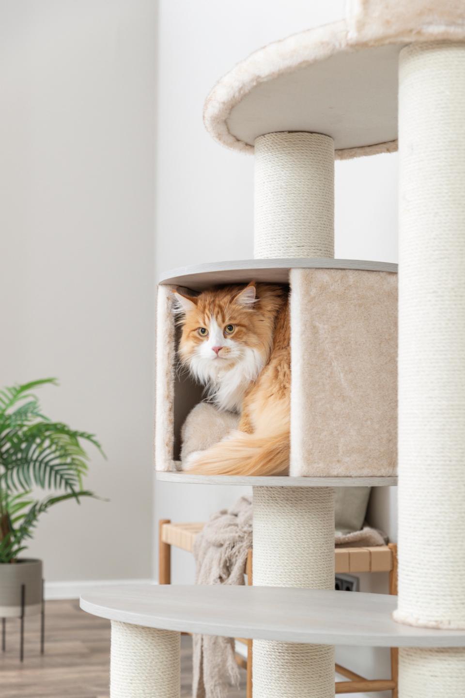 Trixie Cat Tree XXL Kiara