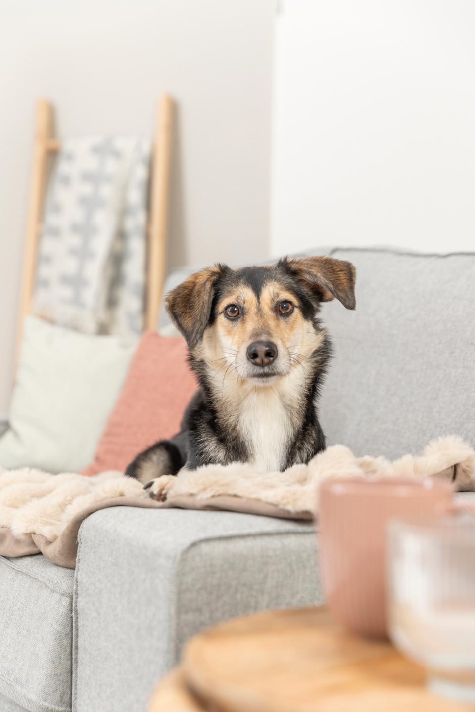 Trixie Elli blanket, plush