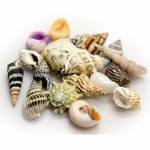 Seashells - set