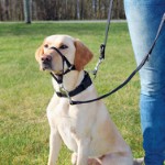 Top Trainer training harness