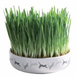 Ceramic Bowl with Cat Grass